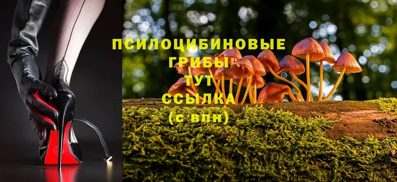 площадка наркотические препараты  Красногорск  Псилоцибиновые грибы Psilocybine cubensis 